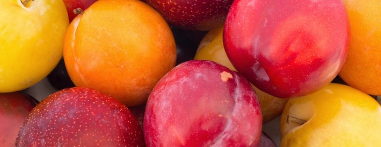 Different types of plums