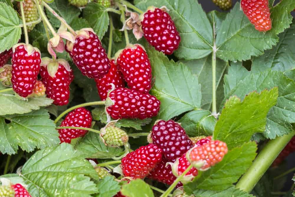 20 Different Types of Raspberries