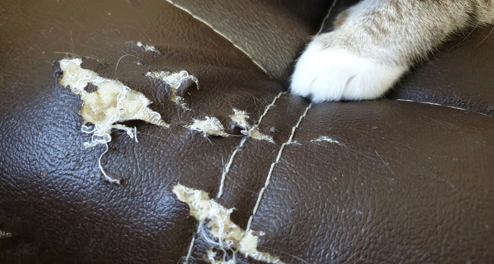 This is a close look at a cat's paw on a scratched up brown leather sofa.