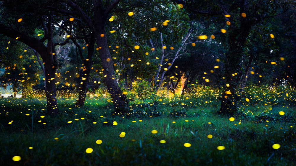 This is a close look at a forest filled with fireflies at night.
