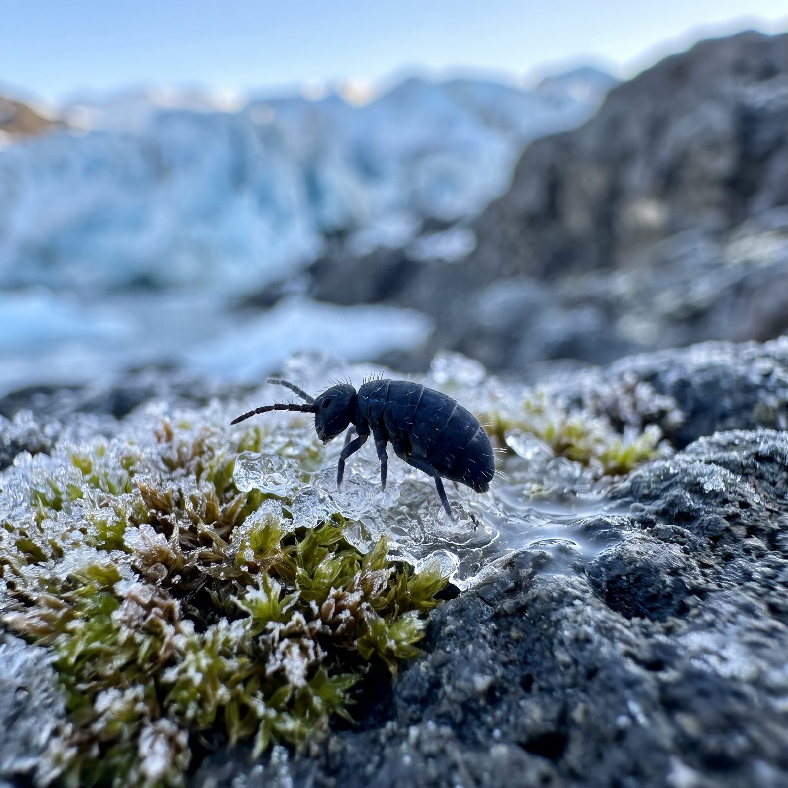 The Antarctic Springtail That Makes Its Own Antifreeze