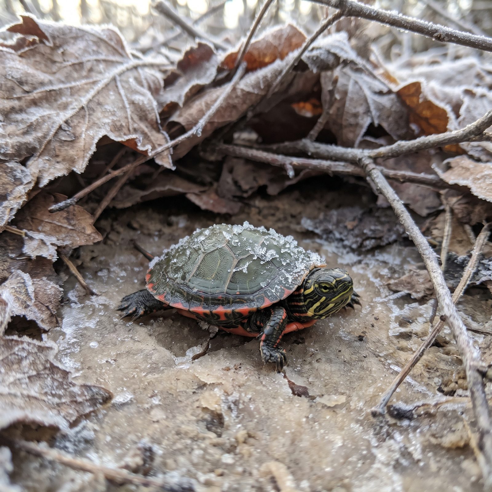 The Baby Painted Turtle That Freezes Solid and Thaws Out Alive