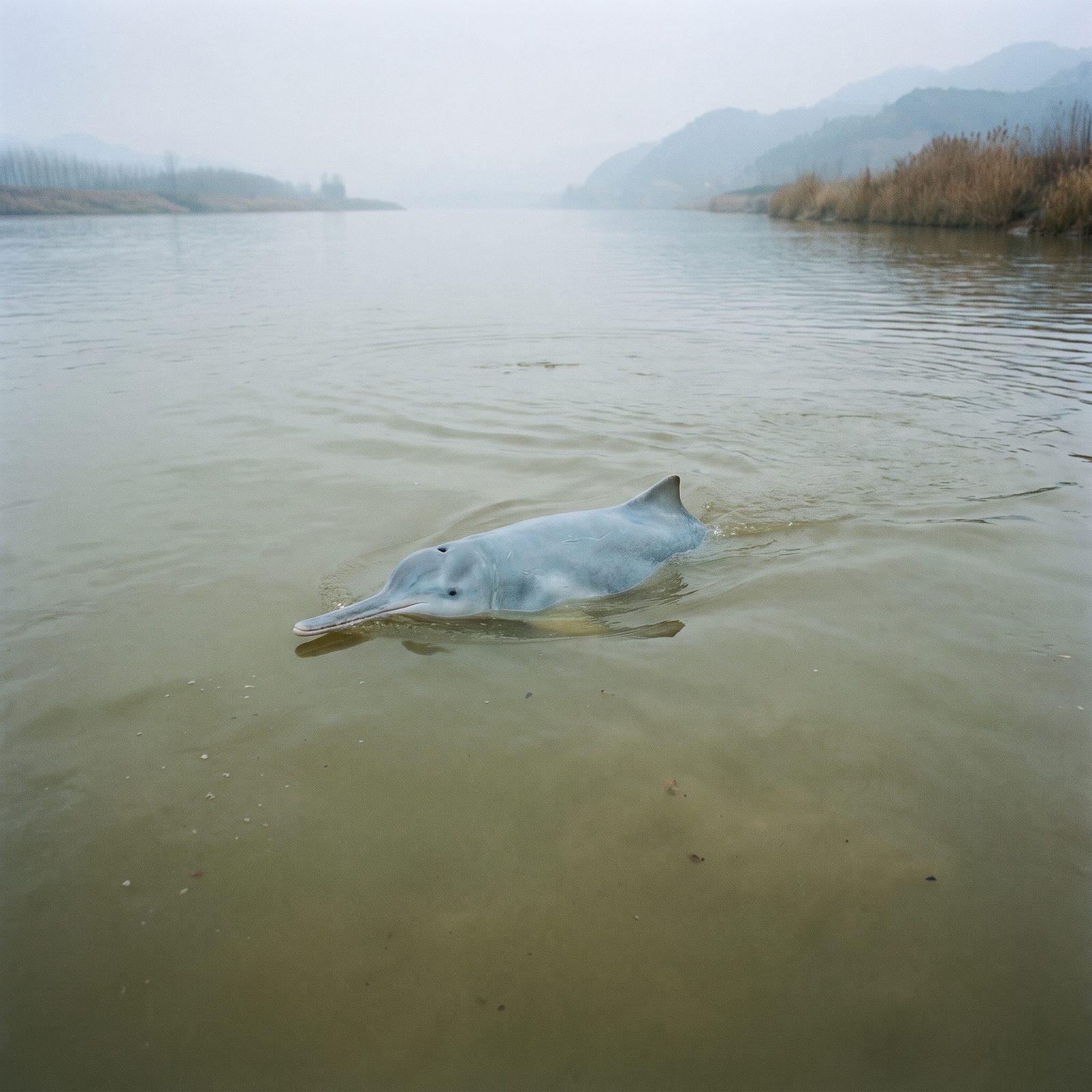 The Baiji: The Yangtze River Dolphin Declared Gone in 2006
