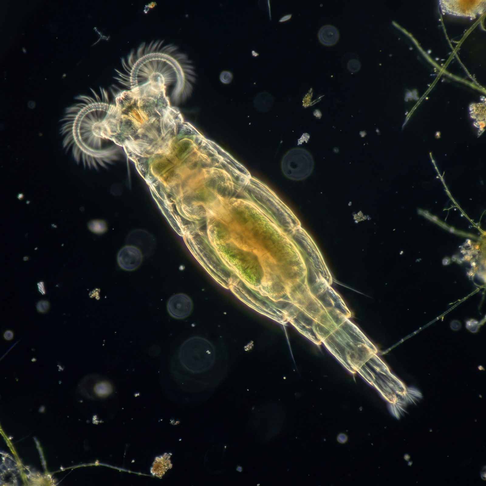 The Bdelloid Rotifer That Dries to Dust and Wakes Up Years Later