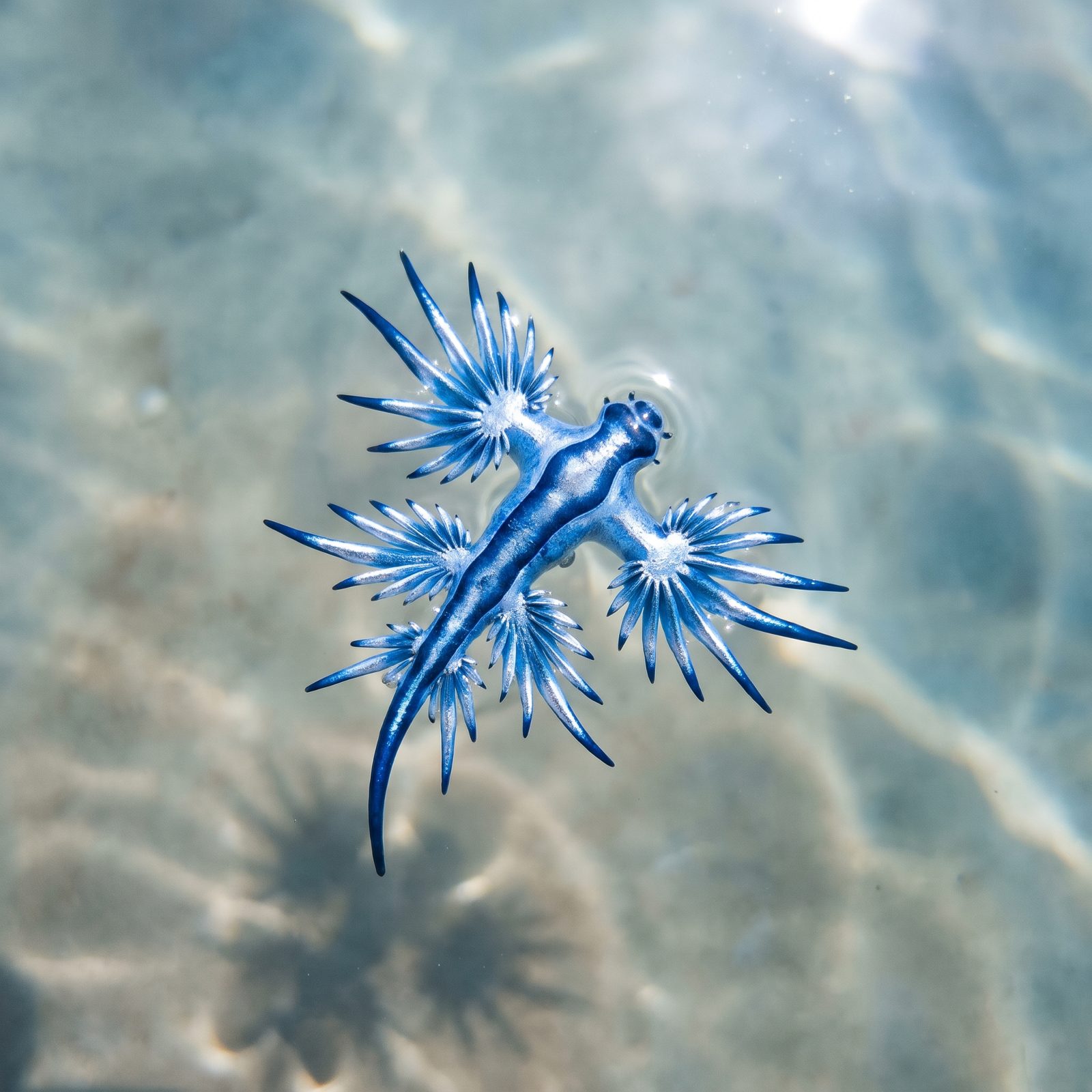 The Blue Dragon Sea Slug (Glaucus atlanticus)