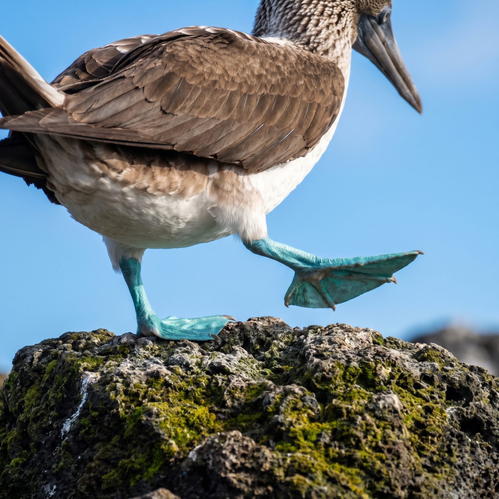 Blue-Footed Booby: The Seabird Whose Feet Are an Impossible Shade of Turquoise