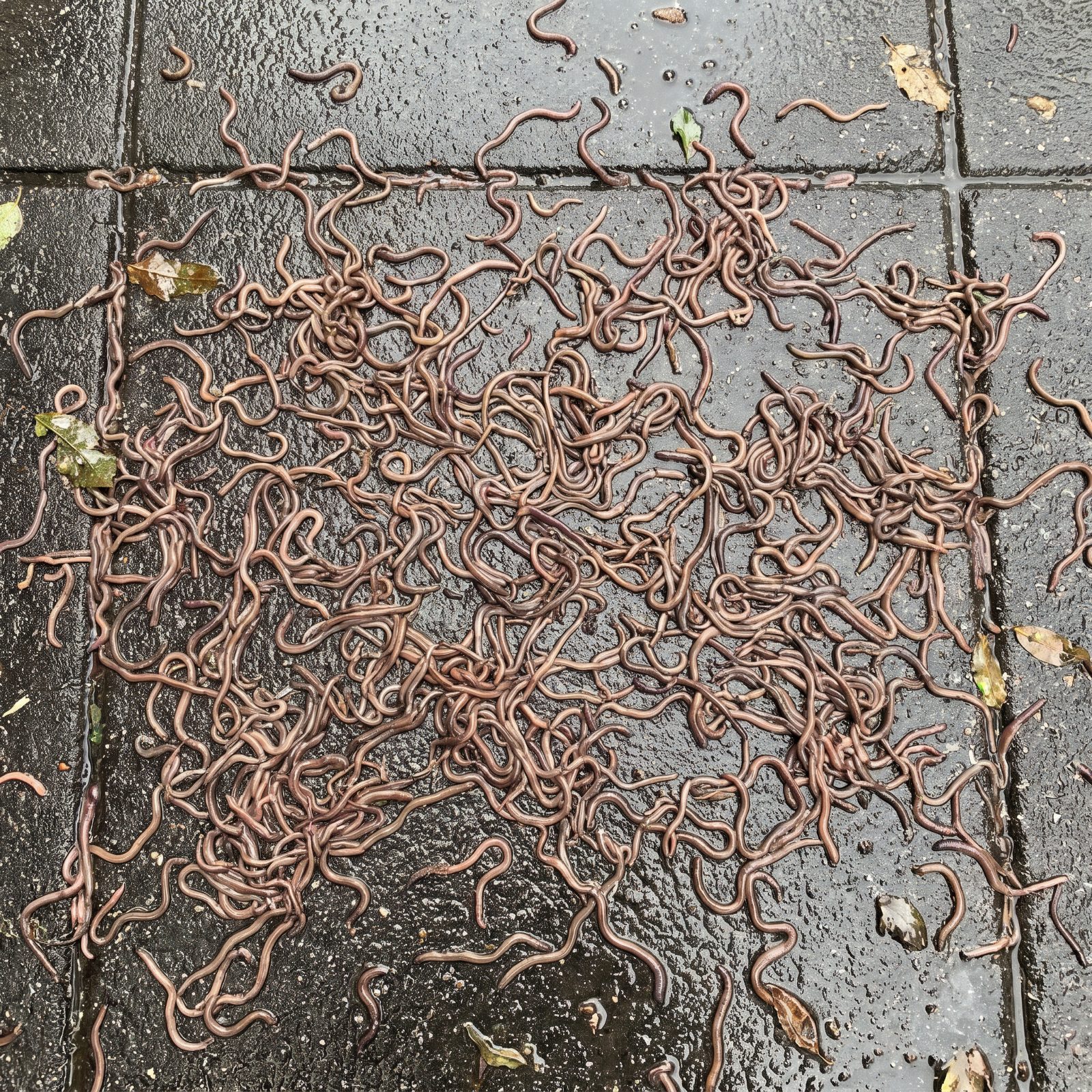 Carpets of Worms Washed Out of the Ground