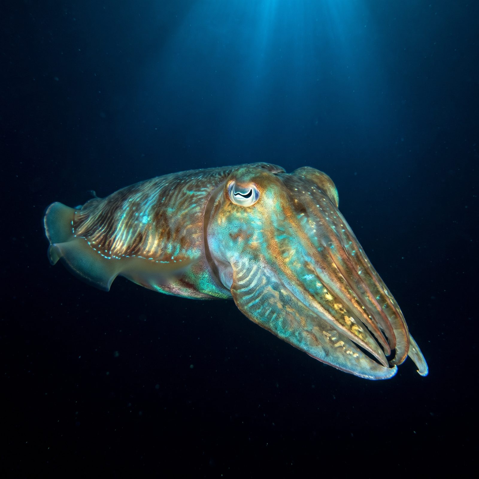 The Cuttlefish and the Crush of the Abyss