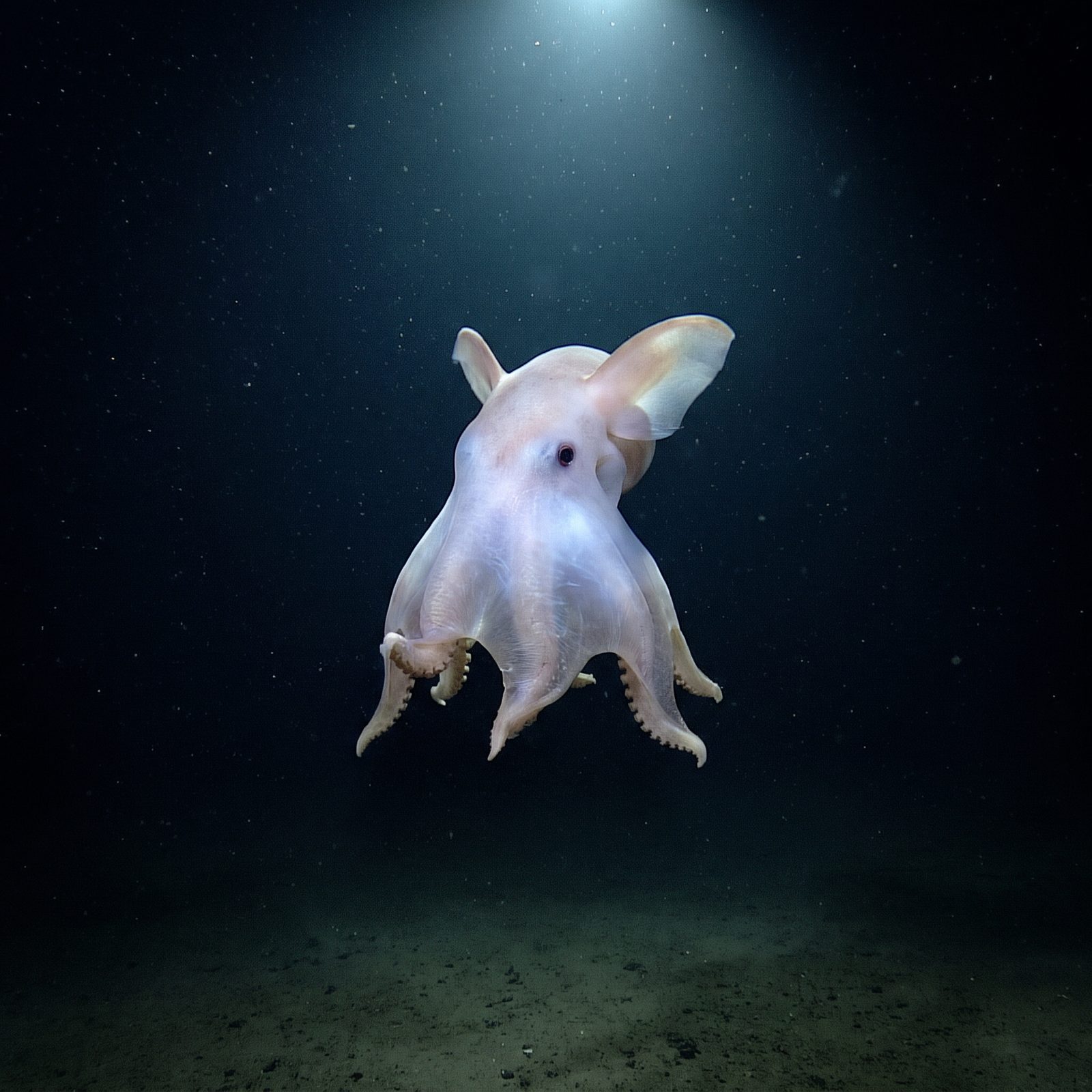 The Dumbo Octopus That Flaps Through the Deep