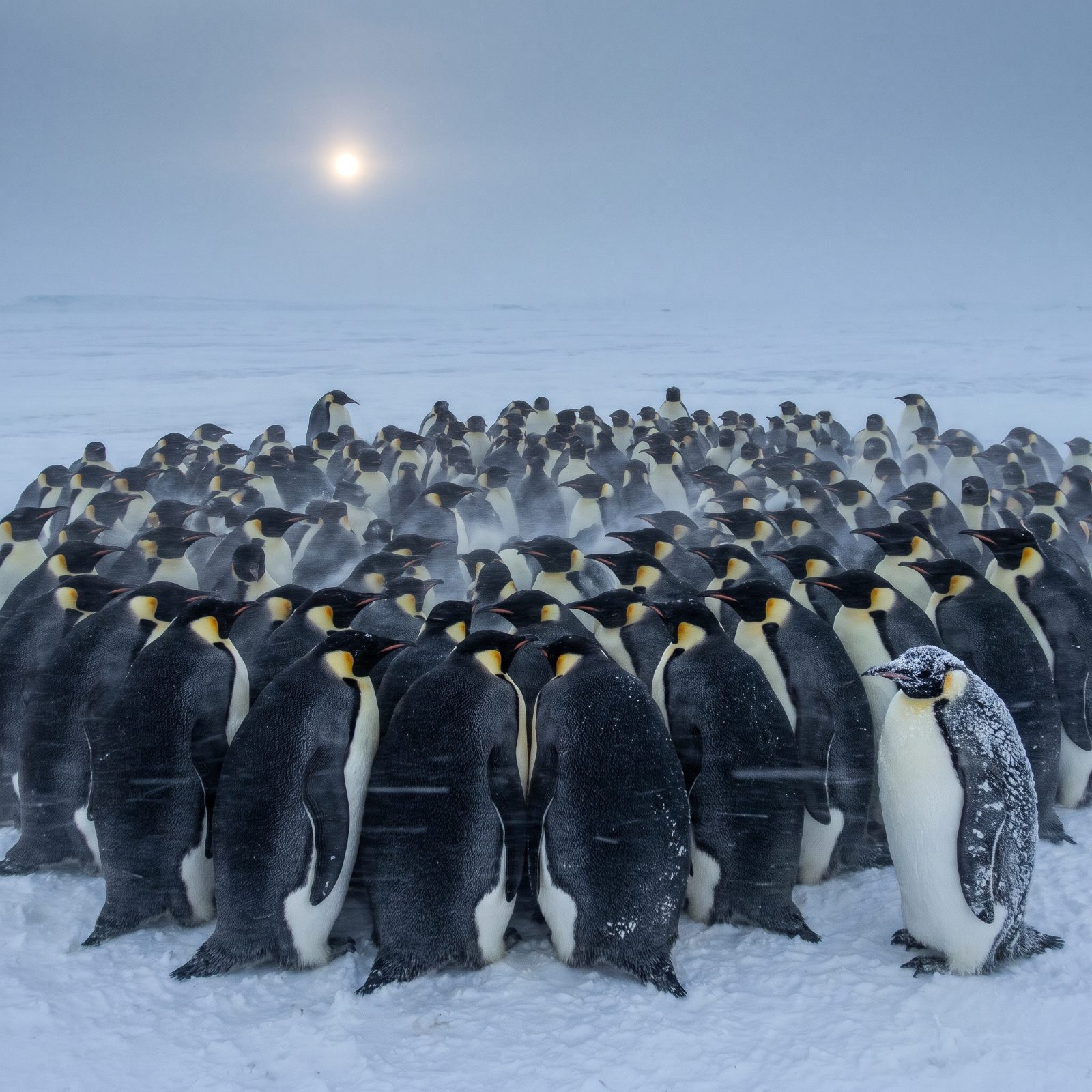 The Emperor Penguin That Stands Through a Winter Humans Couldn't Survive
