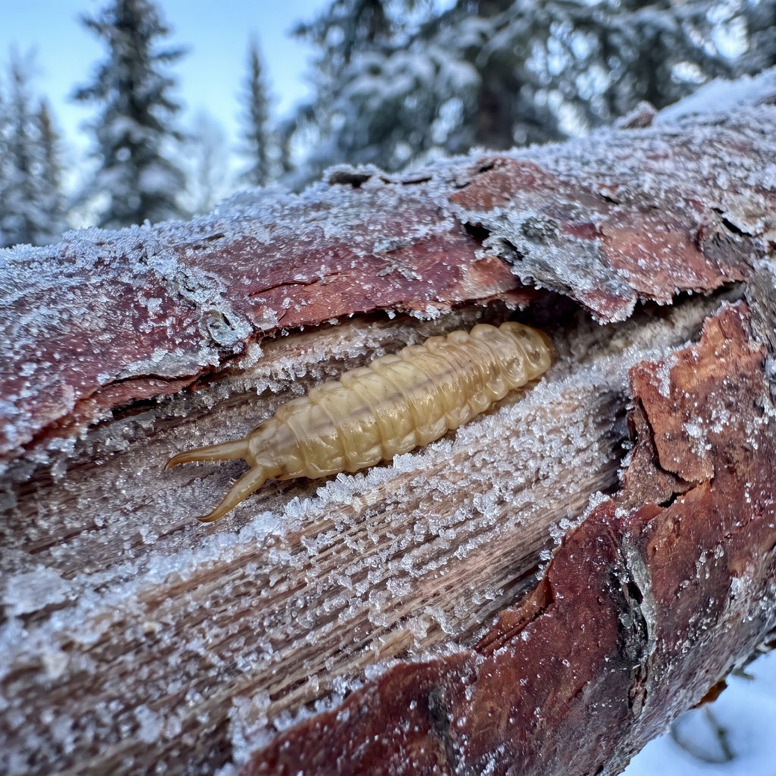 The Flat Bark Beetle Larva That Laughs at 100 Below