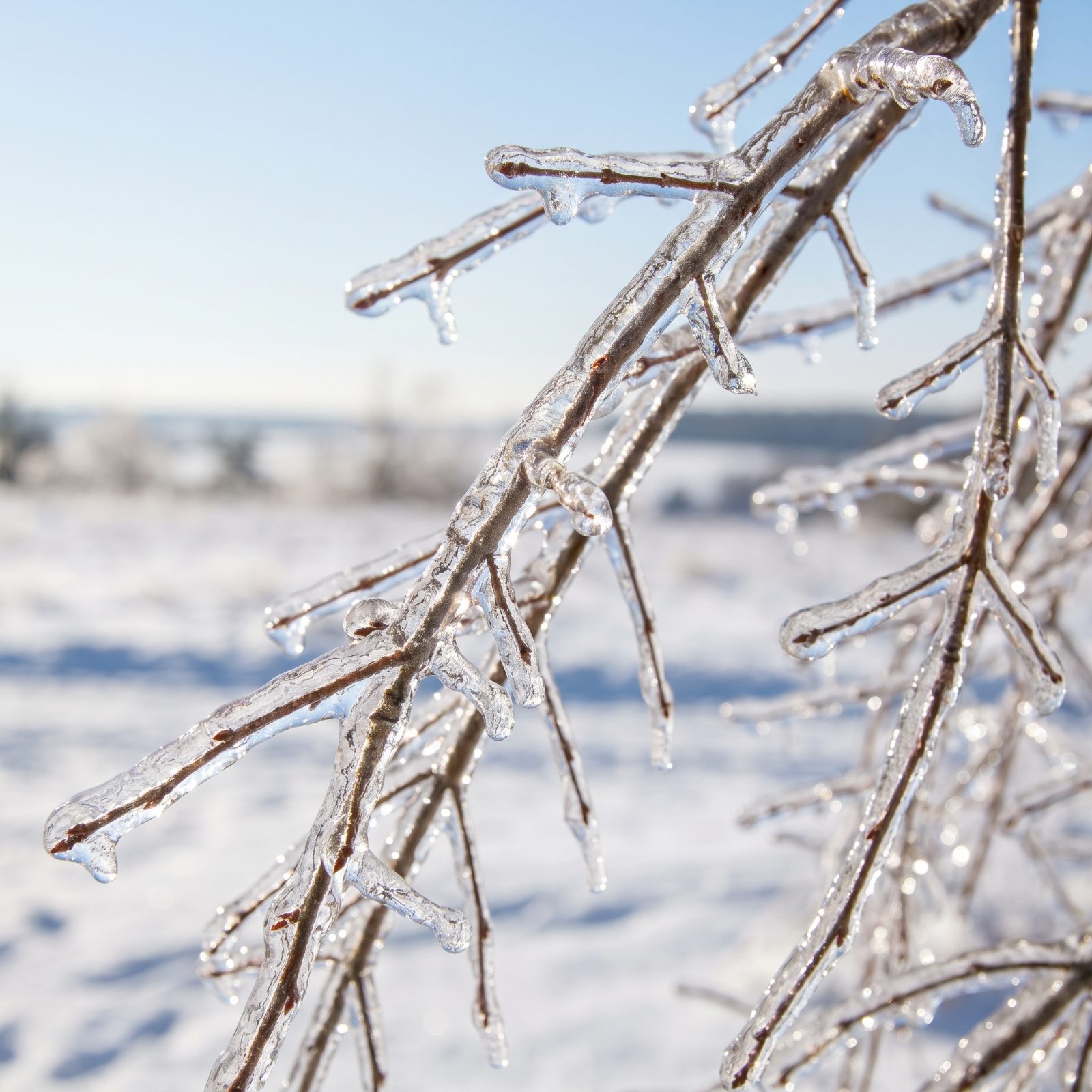Freezing Rain That Coats the World in Glass