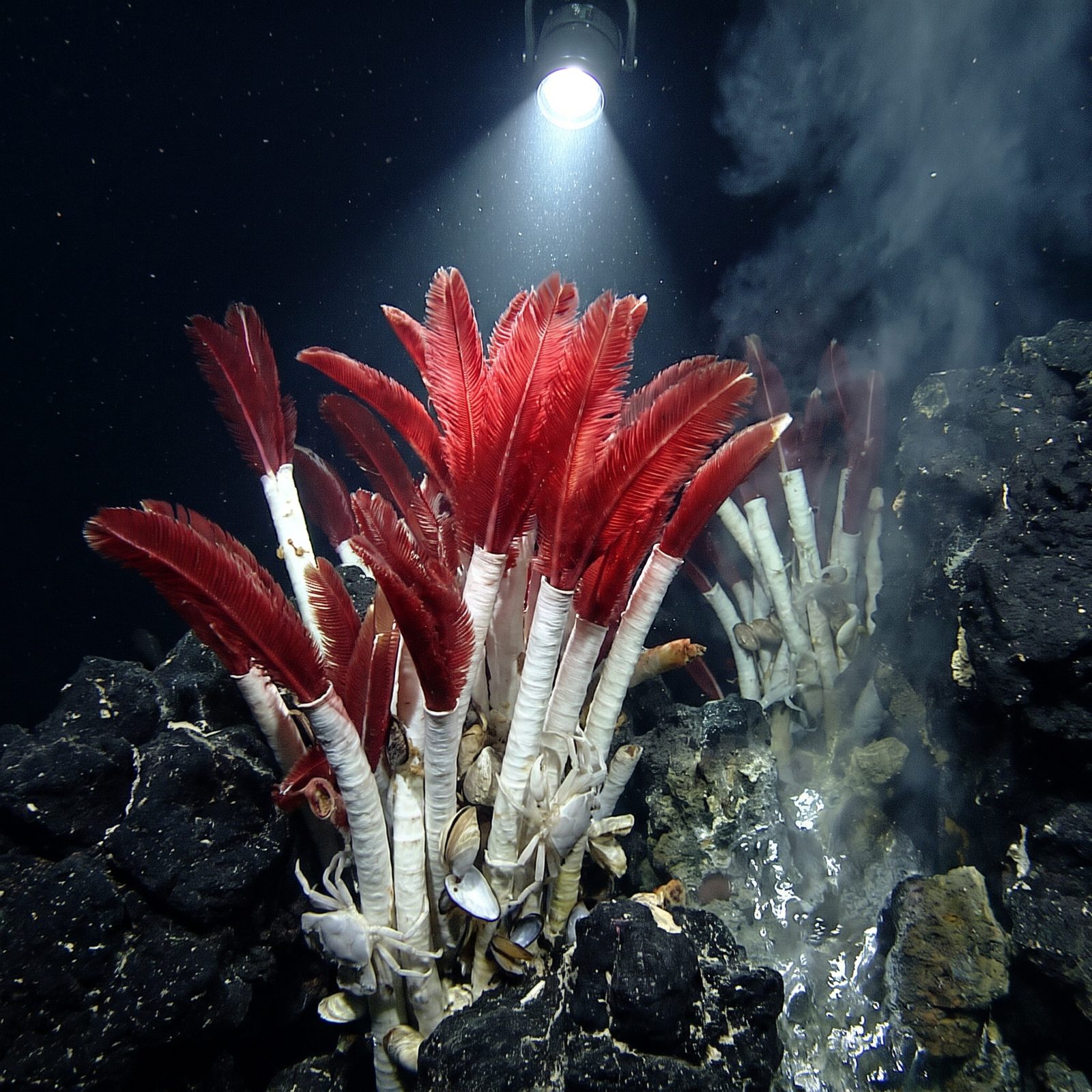 The Giant Tubeworm That Eats Chemicals in Total Darkness
