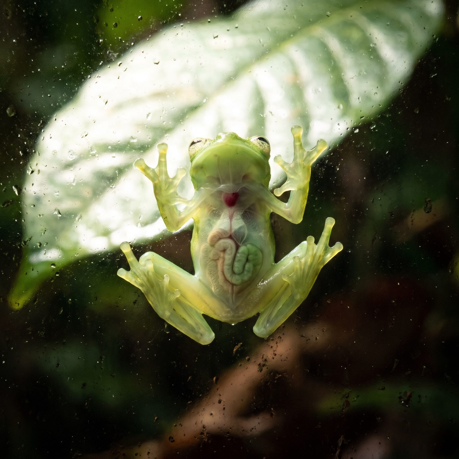The Glass Frog You Can See Right Through