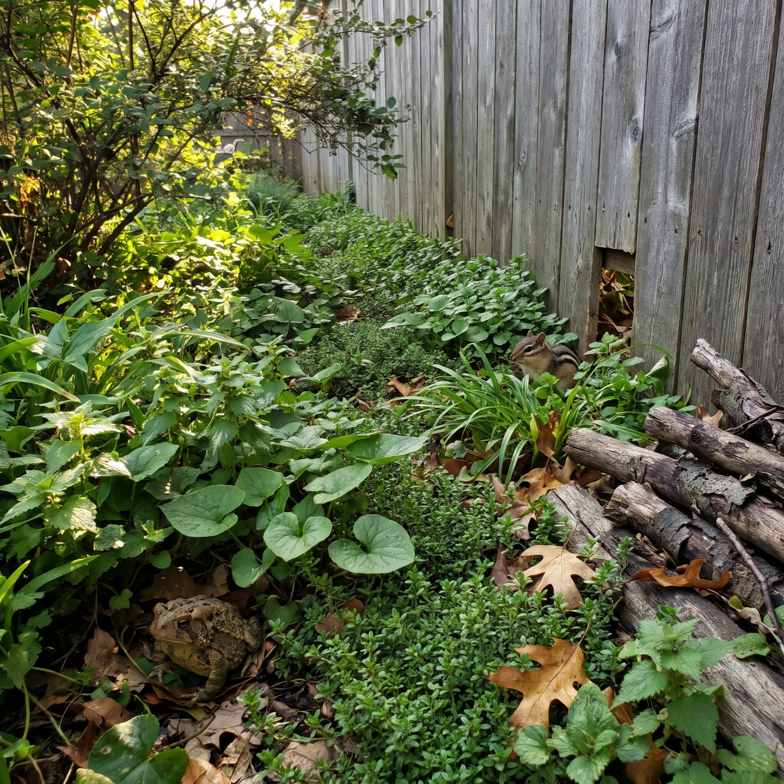 A Ground-Cover Corridor Hedgehogs and Toads Can Travel Through