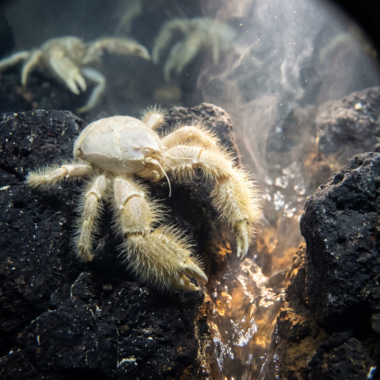 The Hairy-Chested Yeti Crab That Grows Its Own Food