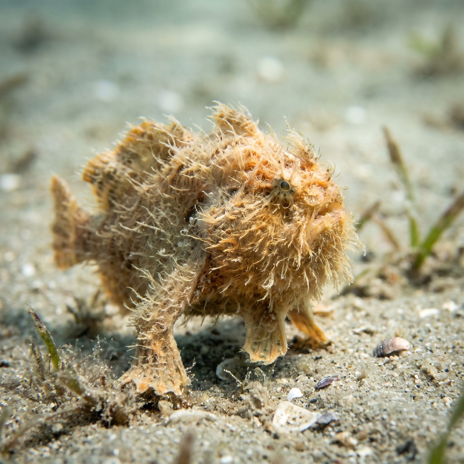 The Hairy Frogfish That Walks on Fishy 'Hands'