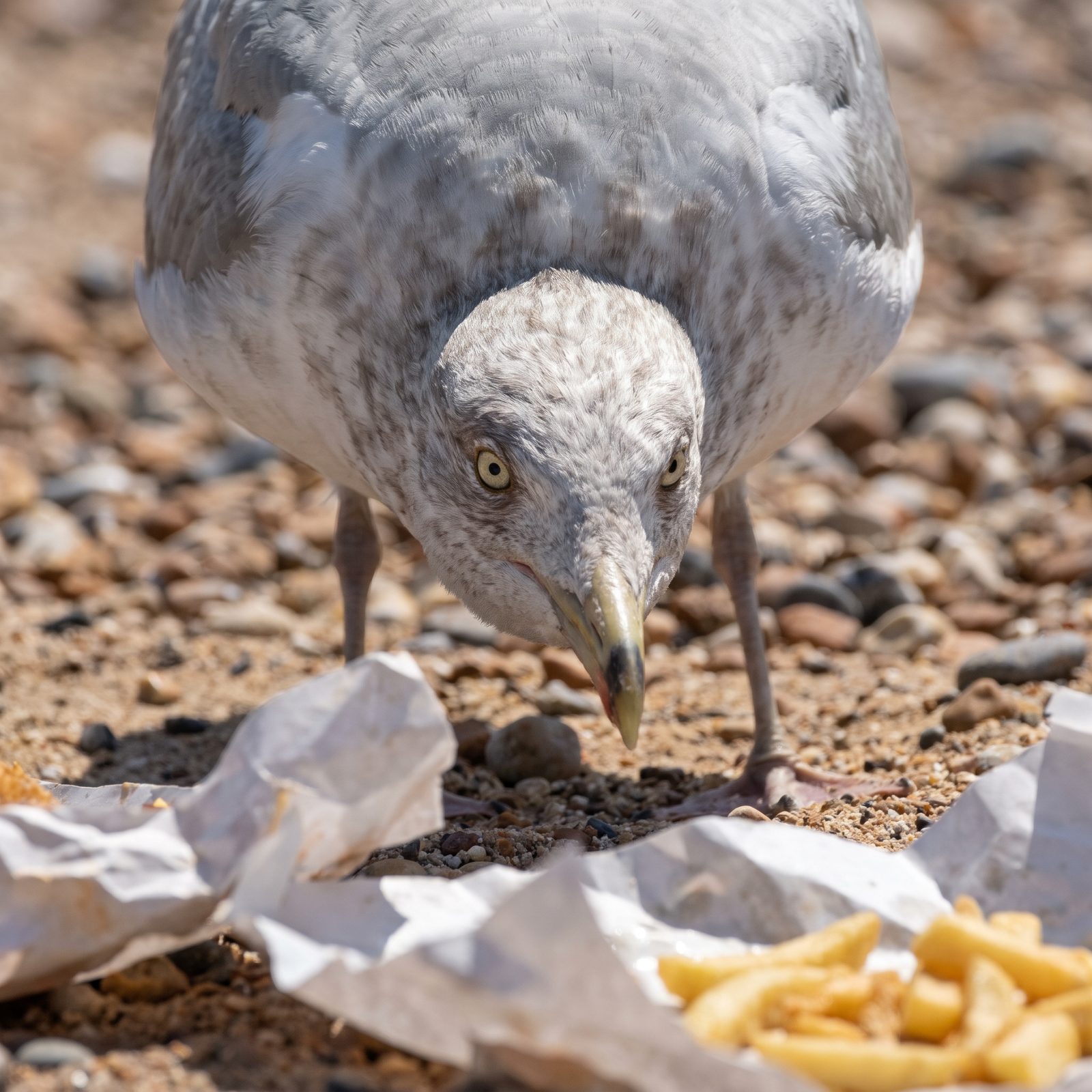 Herring Gulls That Read Your Face Before Stealing Lunch
