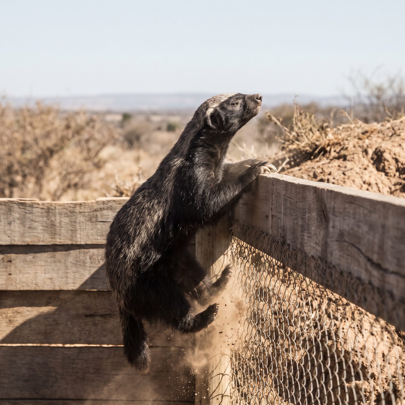 Honey Badgers That Treat Every Enclosure as Temporary