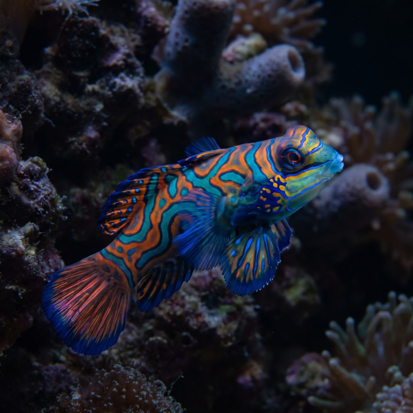 The Mandarinfish, Painted in Impossible Hues
