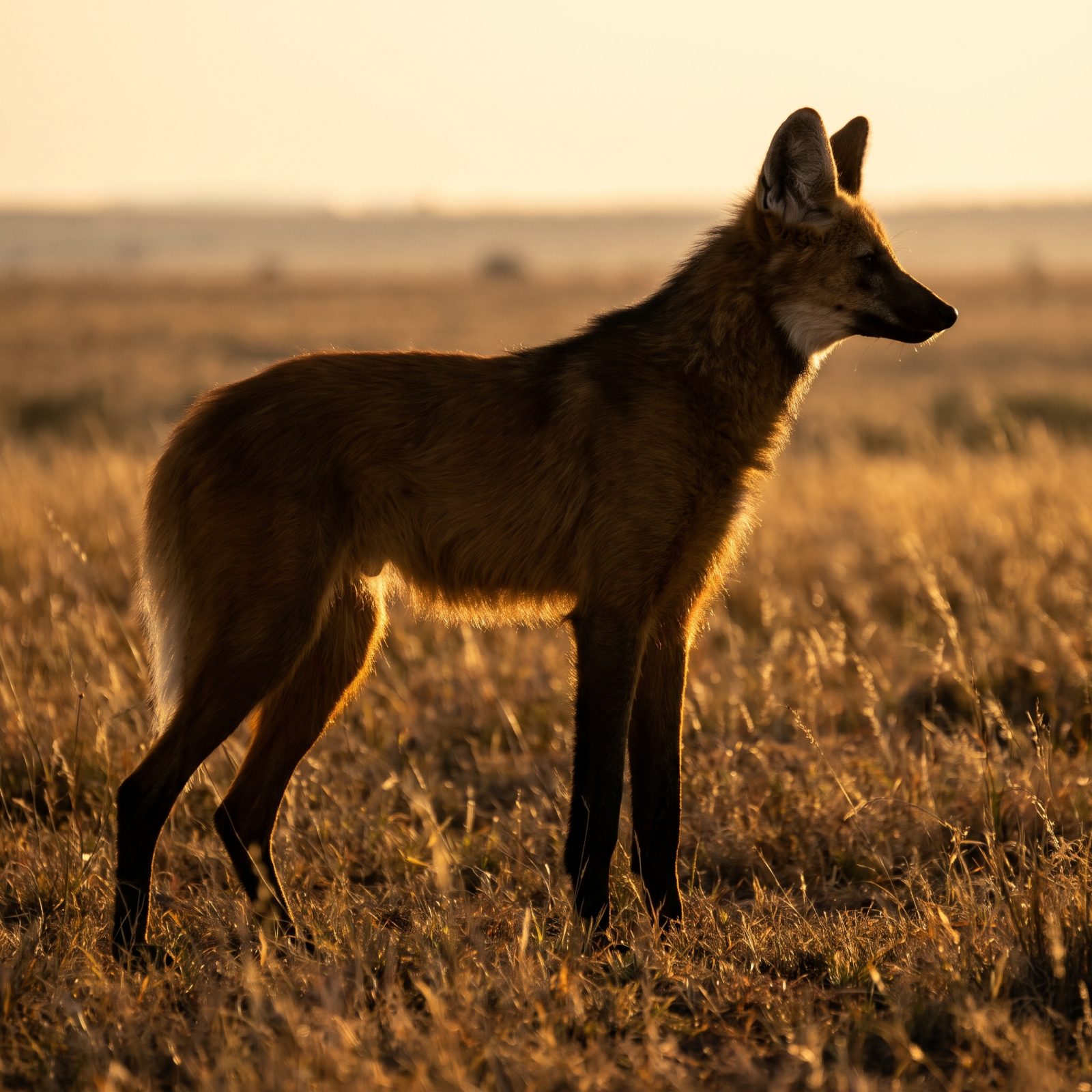 The Maned Wolf on Its Impossibly Long Legs