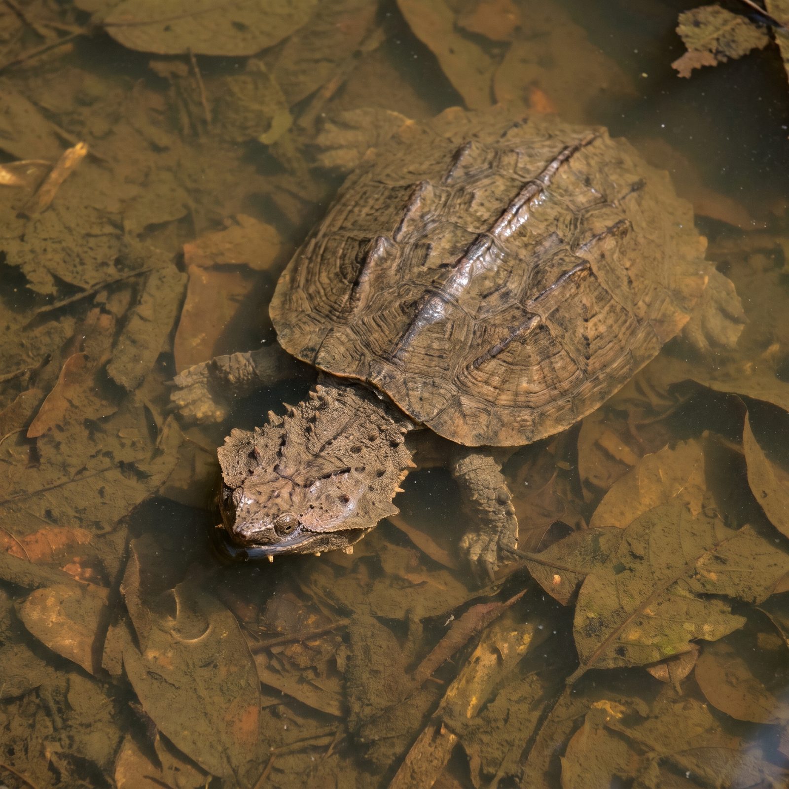 Mata Mata Turtle: The Reptile Disguised as a Pile of Dead Leaves