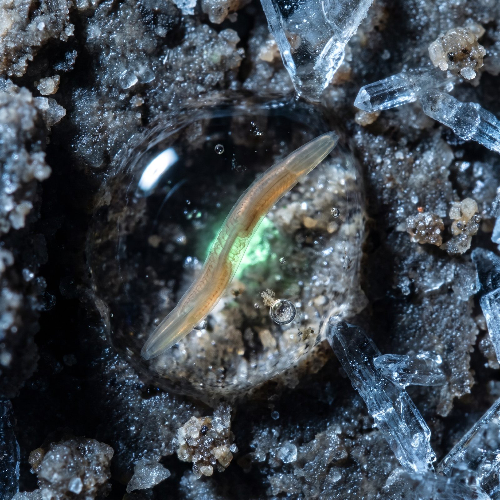 Nematode Worms Thawed Back to Life After 46,000 Years in Permafrost