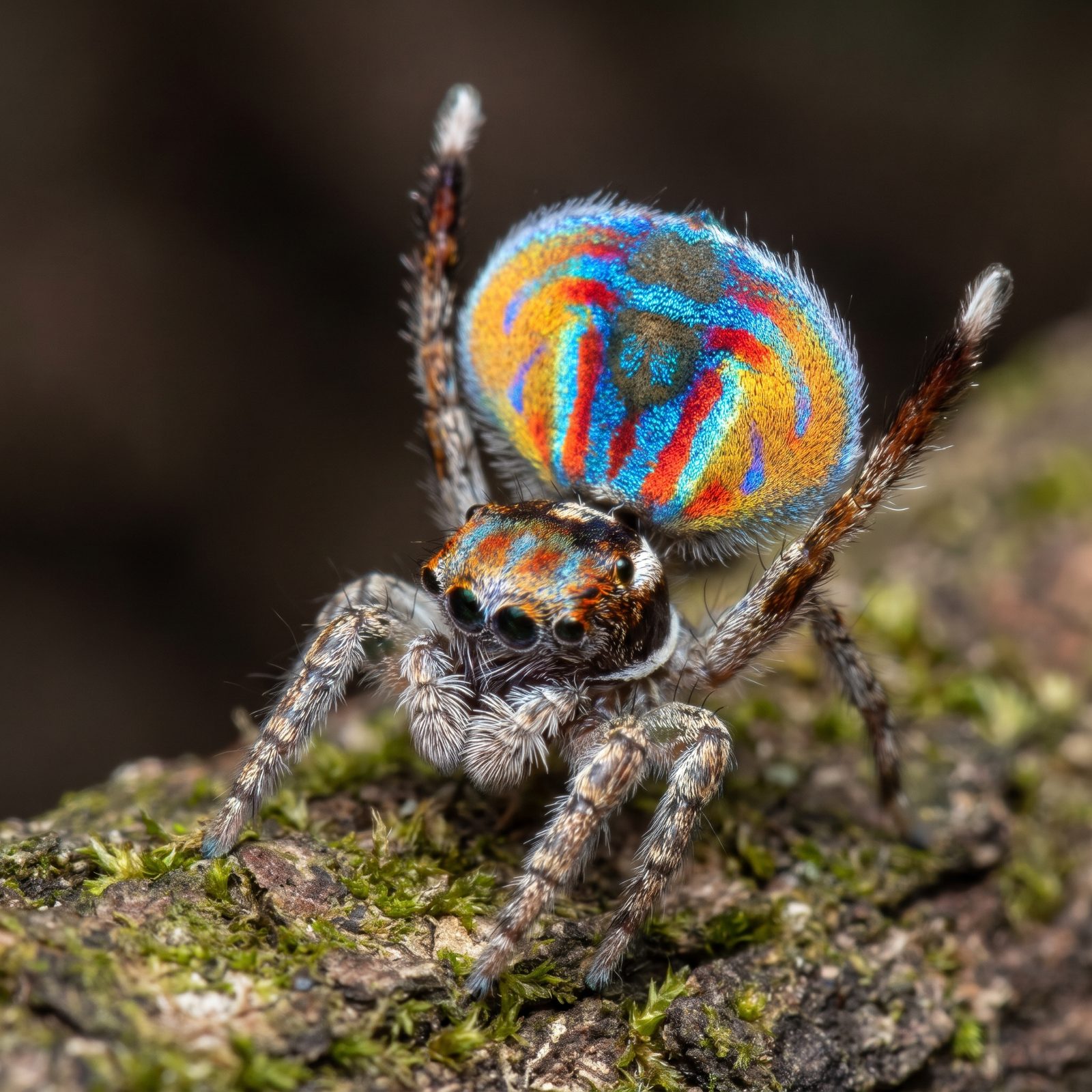 The Peacock Spider's Rainbow Dance Flap