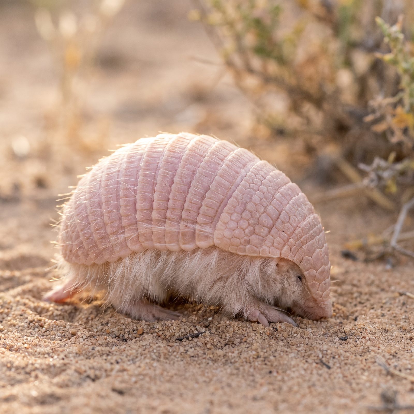 The Pink Fairy Armadillo You Almost Never See