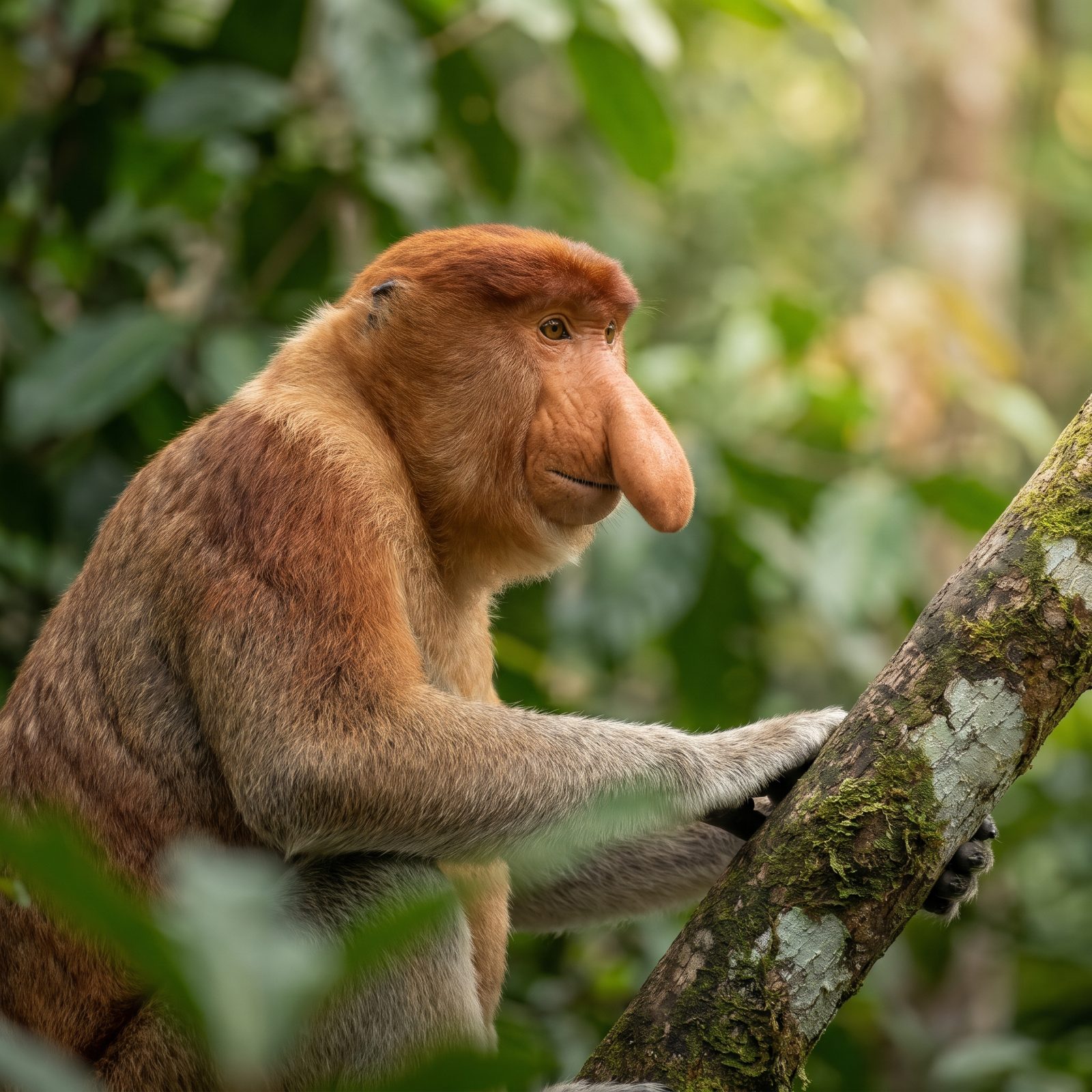 The Proboscis Monkey and Its Comically Huge Nose