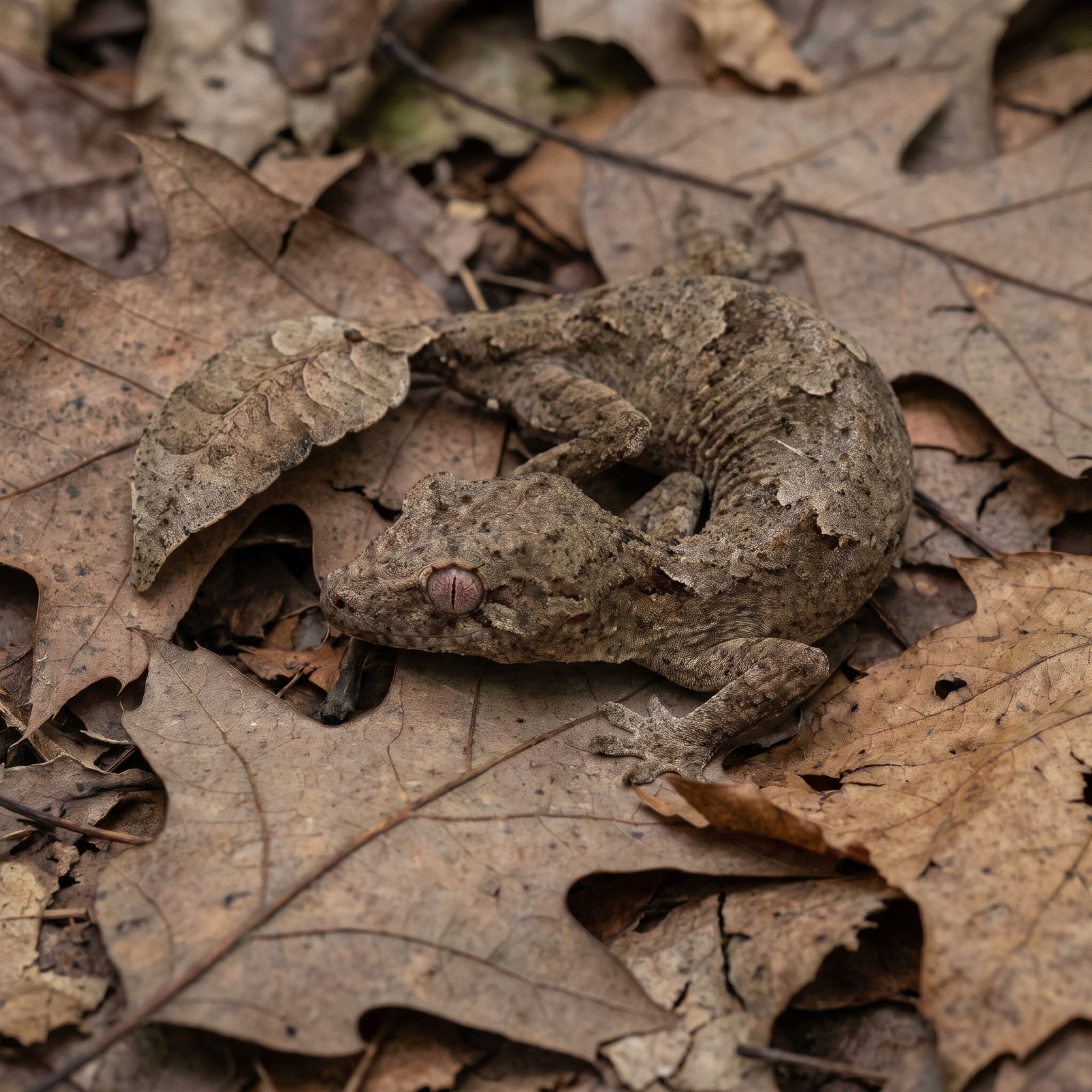 Satanic Leaf-Tailed Gecko: The Lizard That Vanishes Into a Dead Leaf