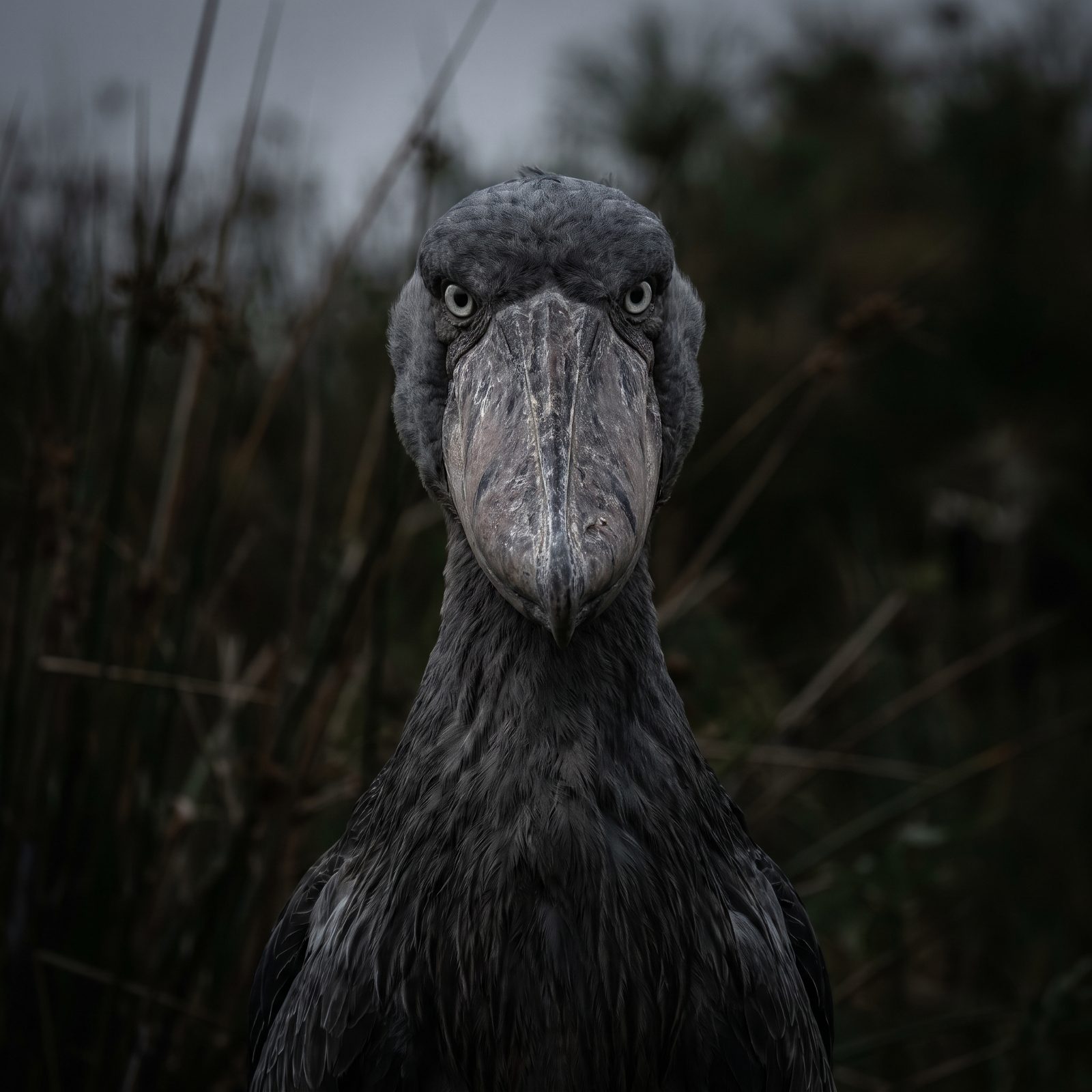 The Shoebill Stork, a Living Statue With a Terrifying Stare