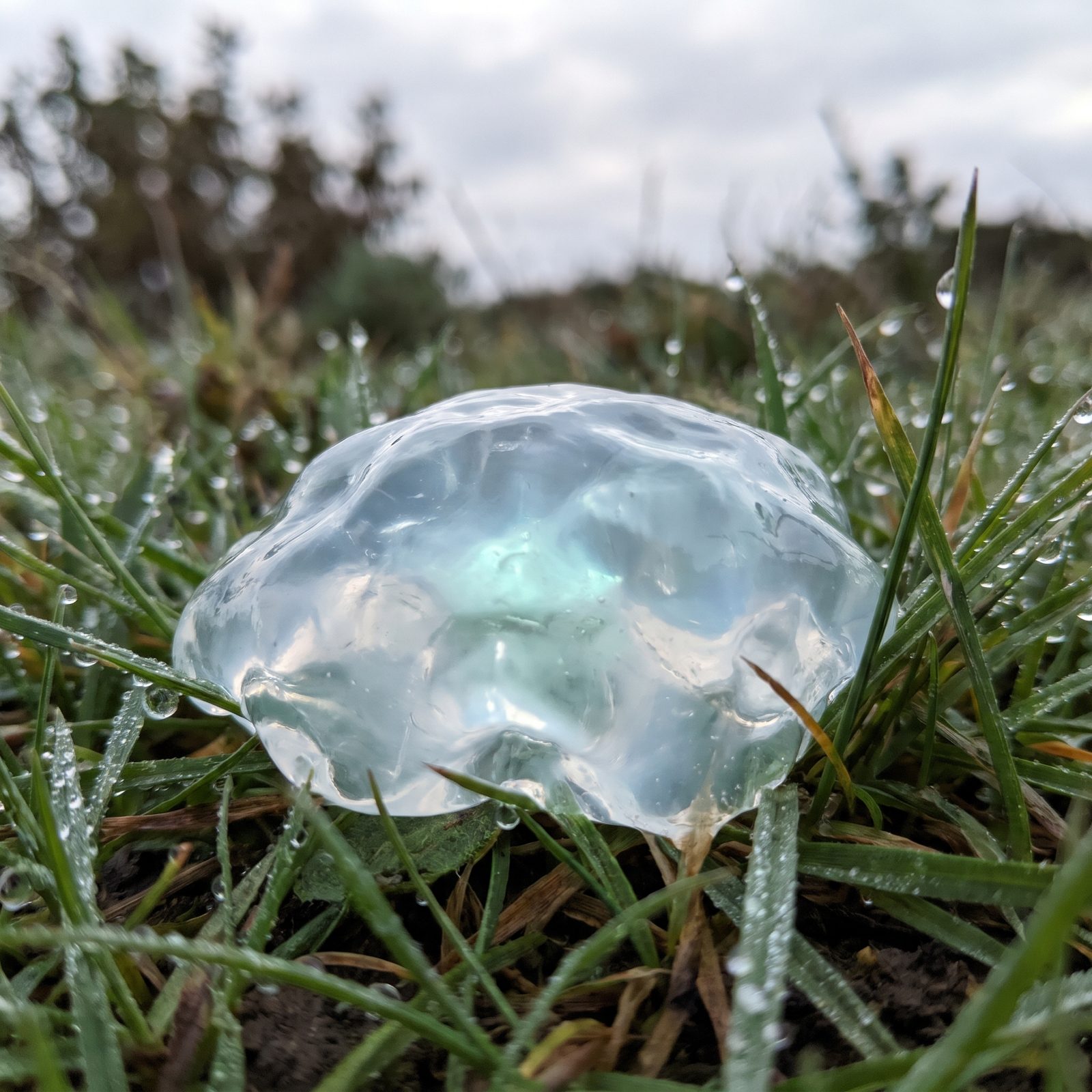 Star Jelly: The Glistening Goo That Appears After Meteor Showers