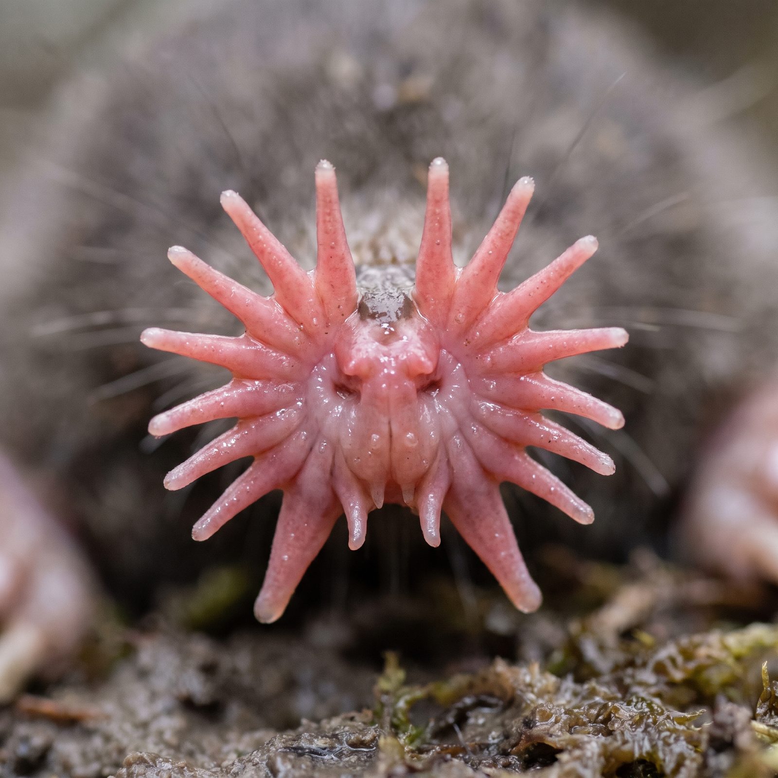 The Star-Nosed Mole and Its 22 Pink Tentacles